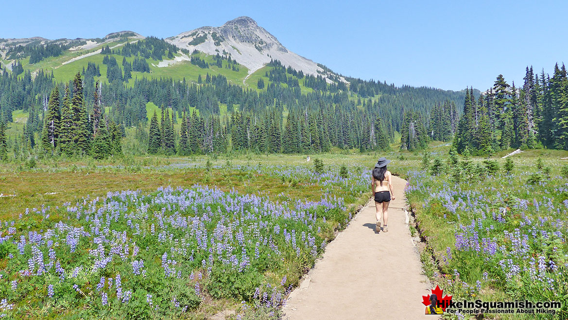 Taylor Meadows Flowers