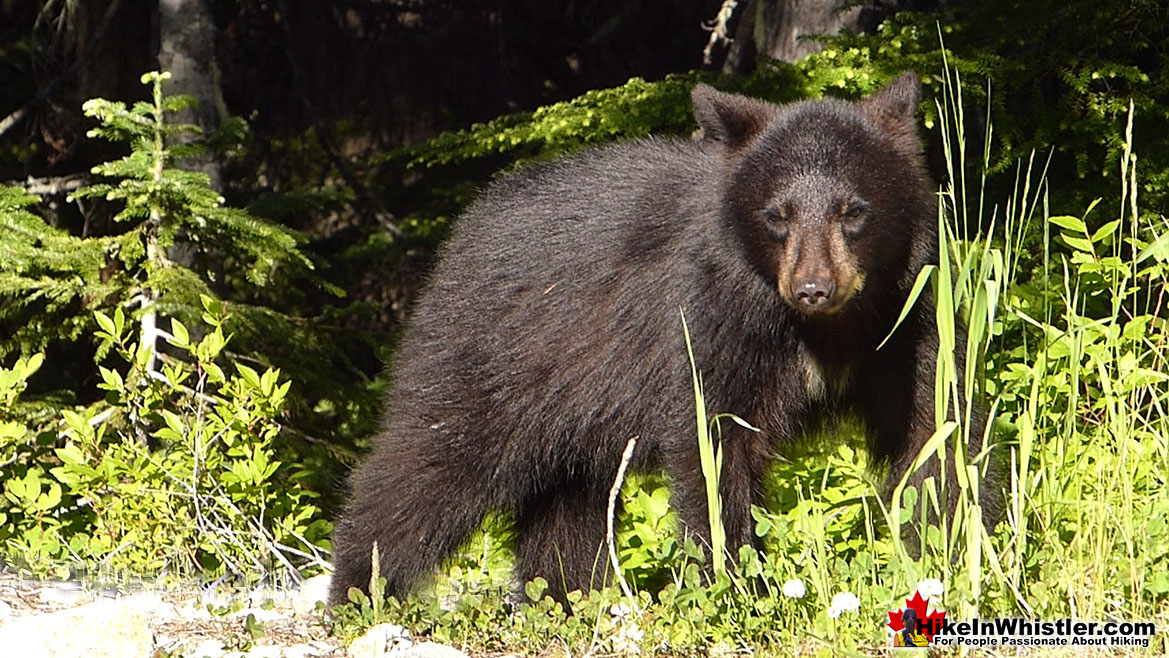 Bear Near Madeley Lake, Callaghan Valley