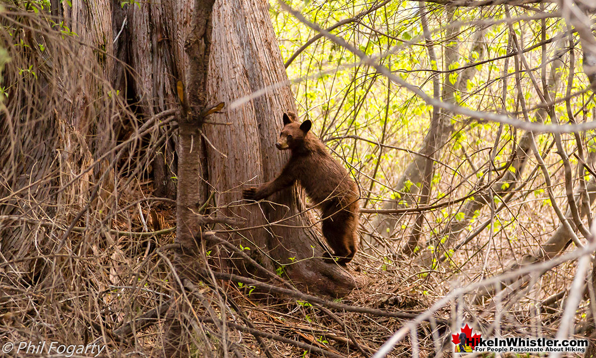 Grizzly Bear Cub Near Keyhole Hot Springs
