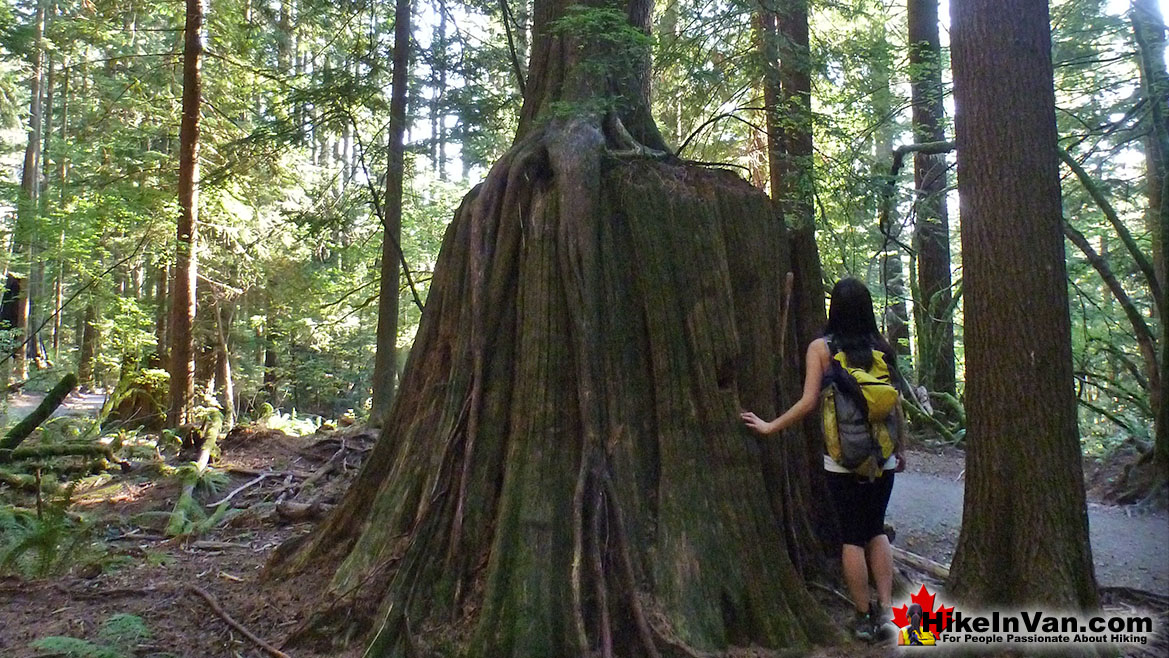 Lynn Peak Hike in Vancouver