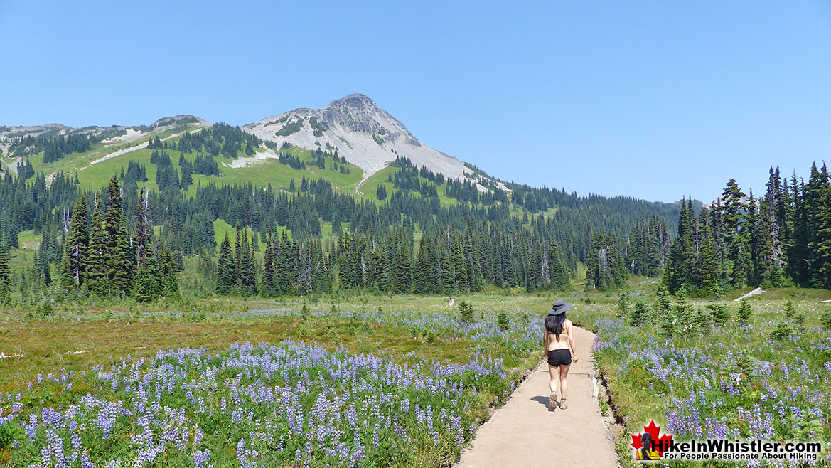 Taylor Meadows in Garibaldi Park